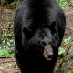 furrybear9's Avatar