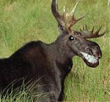 mOOse's Avatar